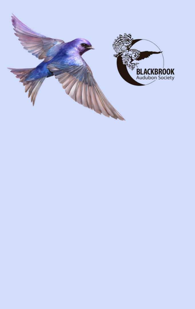 blue background with Blackbrook Audubon Society logo and purple martin illustration