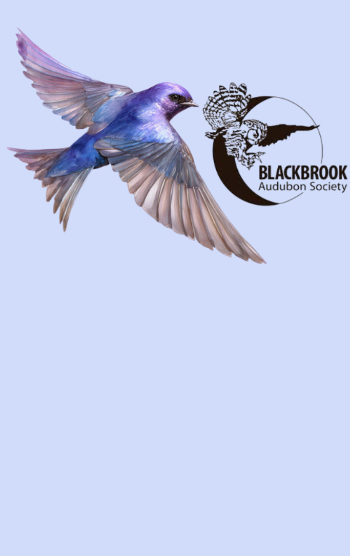 blue background with Blackbrook Audubon Society logo and purple martin illustration